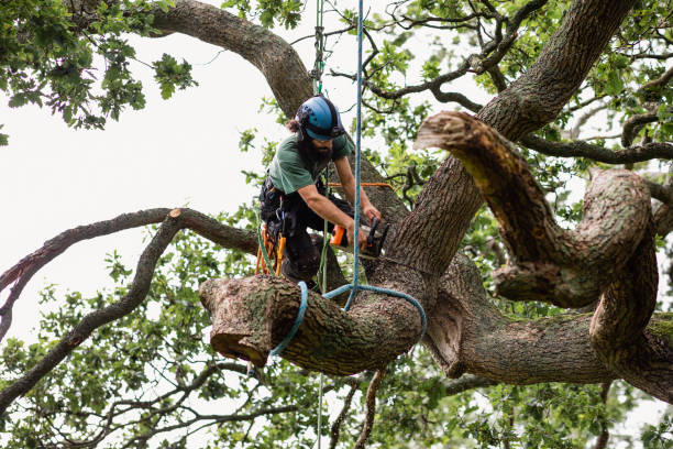  Ara, AL Tree Care Pros