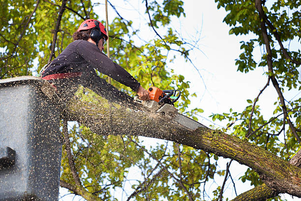 Professional Tree Care in Ara, AL