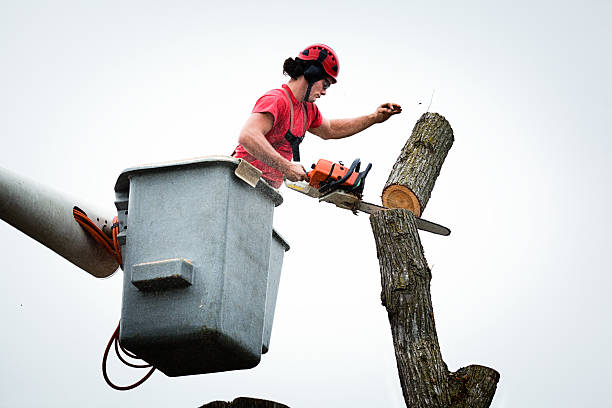 Best Emergency Tree Removal  in Ara, AL